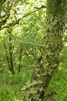Ascomycetes Prints: Tree lungwort lichen (Lobaria pulmonaria) growing on tree trunk in temperate rainforest habitat