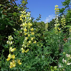 Rosanae Prints: Tree lupin (Lupinus arboreus) in flower along a garden fence, Cornwall, England, UK. June