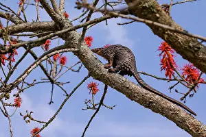 Captive Prints: Tree pangolin (Phataginus tricuspis) climbing along branch