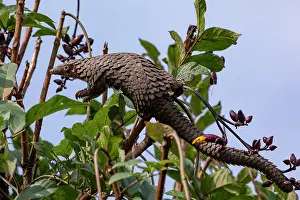 Captive Prints: Tree pangolin (Phataginus tricuspis) climbing in tree