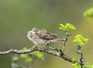 Lake District Prints: Tree pipit (Anthus trivialis) with ruffled feathers