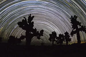 Images Dated 2nd June 2020: Tree prickly pear (Opuntia echios) trees silhouetted, with star trails behind