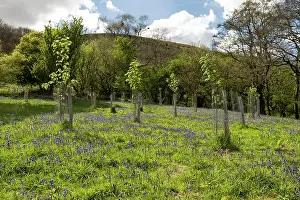 Asparagaceae Prints: Tree saplings planted in woodland pasture with a Bluebell (Hyacinthoides non-scripta) carpet
