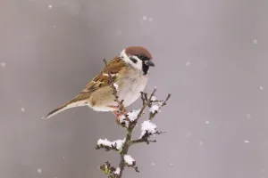 Negative Space Prints: Tree Sparrow (Passer Montanus), Bayern, Germany. December