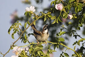 Tree sparrow (Passer montanus) displaying in rose bush, Slovakia, Europe, May 2009