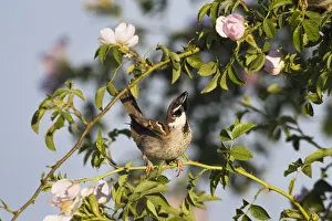 Roses Prints: Tree sparrow (Passer montanus) displaying in rose bush, Slovakia, Europe, May 2009