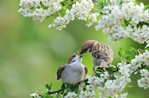 Negative Space Prints: Tree sparrow (Passer montanus) feeding a fledgling on a branch of Hawthorn (Crataegus