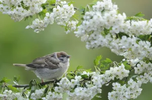 Images Dated 16th June 2013: Tree Sparrow (Passer montanus) fledgling