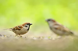 Images Dated 3rd July 2012: Tree sparrow (Passer montanus) with House sparrow (Passer domesticus) in the background