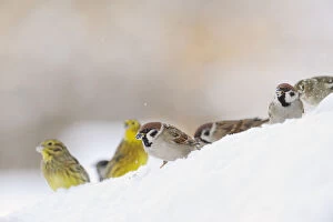 Tree Sparrow (Passer montanus) (right) and Yellowhammer (Emberiza citrinella) foraging on snow