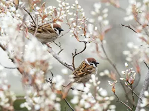 Tree sparrows (Passer montanus) Bavaria, Germany, April
