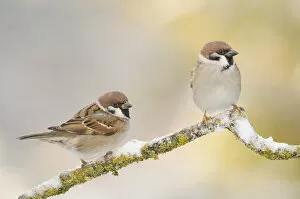 Two Tree sparrows (Passer montanus) perched on a snow covered branch, Perthshire