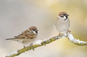 Songbirds Prints: Two Tree sparrows (Passer montanus) perched on a snow covered branch, Perthshire
