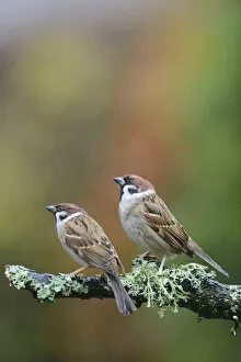 Animal Marking Gallery: Tree sparrows (Passer montanus) perching on a branch in the rain. Perthshire, Scotland