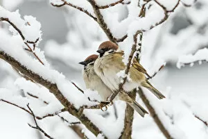 Tree sparrows (Passer montanus) in snow, Bavaria, Germany, March