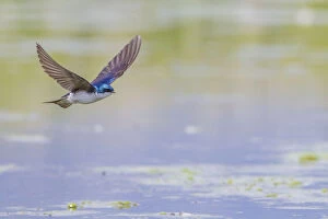 Images Dated 8th June 2011: Tree swallow (Tachycineta bicolor) in fight over the Madison River, Montana, USA, June