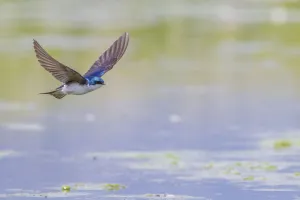 Tree swallow (Tachycineta bicolor) in fight over the Madison River, Montana, USA, June