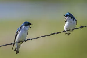 Tree swallows (Tachycineta bicolor), perched on wire, calling aggressively to each other
