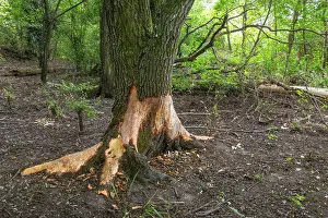 Trunk Prints: Tree trunk gnawed by European beaver (Castor fiber)