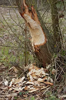 Trunk Prints: Tree trunk gnawed by a European beaver (Castor fiber), La Rioja, Spain. March