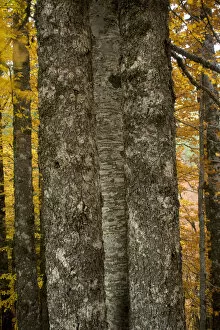 Images Dated 17th October 2008: Tree trunks in Beech (Fagus sylvatica) forest, Valia Calda, Pindos NP, Pindos Mountains