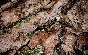 Camouflage Prints: Treecreeper (Certhia familiaris) perched on a tree trunk, Scotland, UK. February