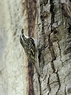London Prints: Treecreeper (Certhia familiaris) perched on tree trunk close to nest with food in beak