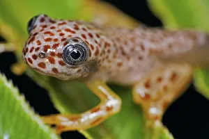 Hypsiboas Prints: Treefrog (Hypsiboas pardalis) Guainumbi Private Reserve, Sao Paulo, Atlantic Forest