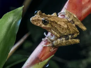 Bromeliale Prints: Treefrog (Scinax littoralis) standing on bromeliad stalk, Tapirai, Sao Paulo, Atlantic