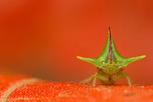 Treehopper (Alchisme grossa) Mindo, Pichincha, Ecuador