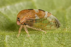 Cicadomorpha Prints: Treehopper (Cyrtolobus togatus) portrait, Pennsylvania, USA. May