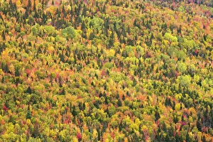Trees in autumn colours, RiviA┬ère-au-Renard, Gaspesie, Quebec, Canada. October 2019