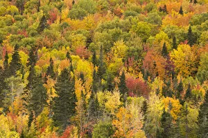 Trees in autumn colours, RiviA┬ère-au-Renard, Gaspesie, Quebec, Canada. October 2019
