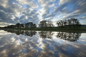 Trees and clouds reflected in River Spey at dawn, Cairngorms National Park, Scotland