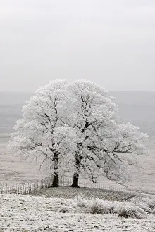 Scenic Prints: Two trees covered in hoar frost, Peak District, UK, New years day 2009