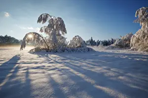 Natural Light Prints: Trees covered in snow in morning sunshine, Upper Bavaria, Germany. December, 2023