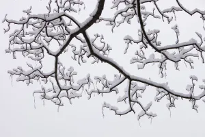 Season Prints: Trees covered in winter snow in Ambleside, Cumbria, UK. December 2009