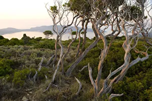 Trees at dawn, Alonissos island, Greece, September 2008. WWE BOOK