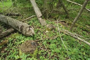 Images Dated 8th June 2008: Trees felled by Eurasian beavers (Castor fiber) Moricsala Strict Nature Reserve, Moricsala Island