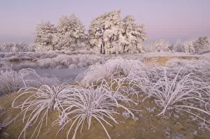 Images Dated 9th October 2008: Trees and grass covered in heavy hoar frost, Groot Schietveld, Wuustwezel, Belgium