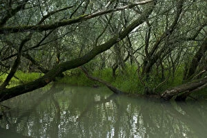 Trees growing on the edge of Tisza lake, Hortobagy National Park, Hungary, July 2009