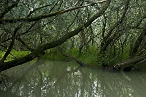 Milan Radisics Prints: Trees growing on the edge of Tisza lake, Hortobagy National Park, Hungary, July 2009