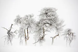 Damaged Prints: Trees in Hautes Fagnes Nature Reserve in winter after snowfall