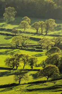 Trees and hedgerows with new foliage, view from Eggardon Hill, Bridport, Dorset, England, UK