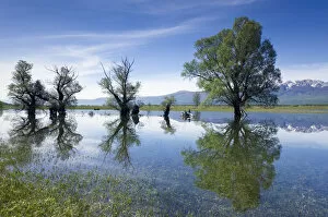 Images Dated 8th May 2009: Trees, mainly White willow (Salix alba) in flooded karst plateau, Livanjsko Polje