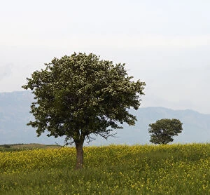 Trees in a meadow, Hisarky, Northern Cyprus, April 2009