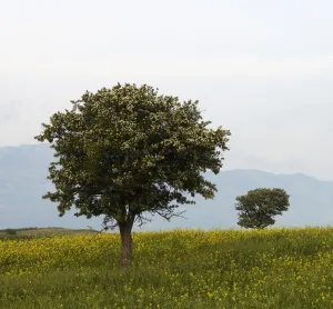 Peter Lilja Prints: Trees in a meadow, Hisarky, Northern Cyprus, April 2009