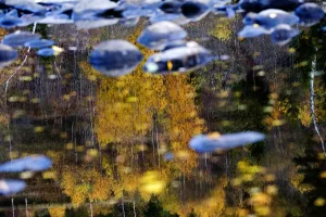 Stones Prints: Trees reflected in water on the banks of the River Orkla, Norway, September 2008