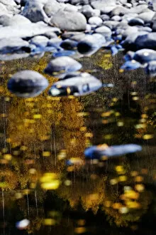 Images Dated 16th October 2008: Trees reflected in water on the banks of the River Orkla, Norway, September 2008