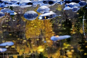 Trees reflected in water on the banks of the River Orkla, Norway, September 2008